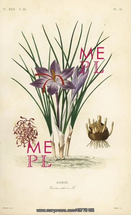 : Saffron crocus, Crocus sativus : Saffron crocus, Crocus sativus