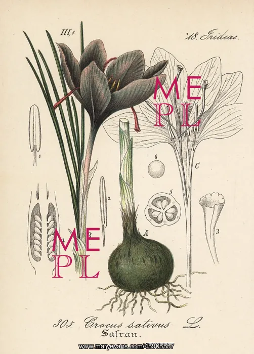 : Saffron crocus, Crocus sativus : Saffron crocus, Crocus sativus