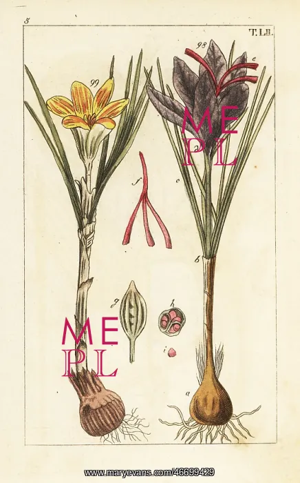 : Saffron crocus, Crocus sativus : Saffron crocus, Crocus sativus