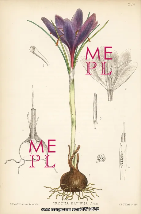 : Saffron, Crocus sativus : Saffron, Crocus sativus