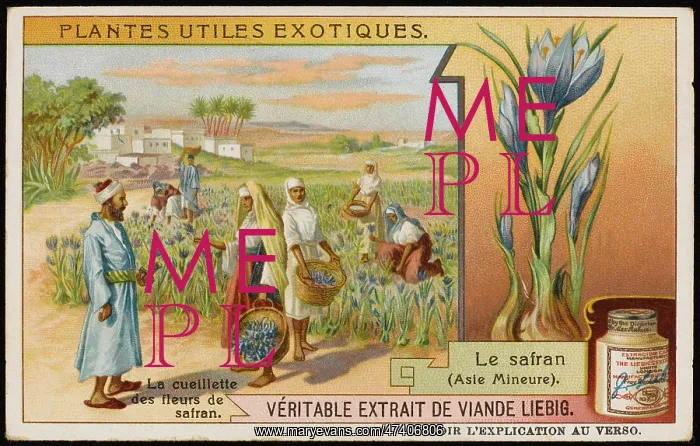 : SAFFRON CULTIVATION : SAFFRON CULTIVATION