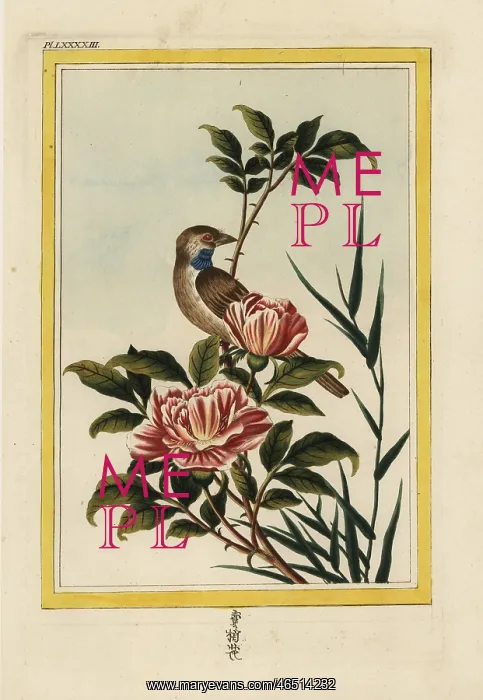: Saffron-flowered rose, Rosa species : Saffron-flowered rose, Rosa species