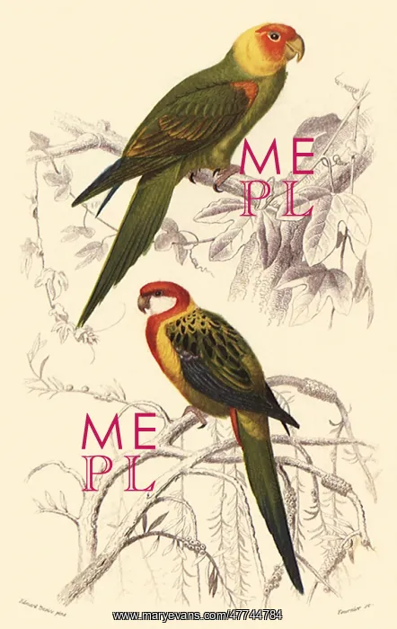 : Saffron-Headed Parrot and Eastern Rosella : Saffron-Headed Parrot and Eastern Rosella