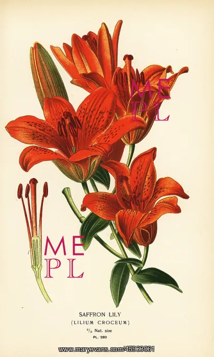 : Saffron lily, Lilium bulbiferum : Saffron lily, Lilium bulbiferum