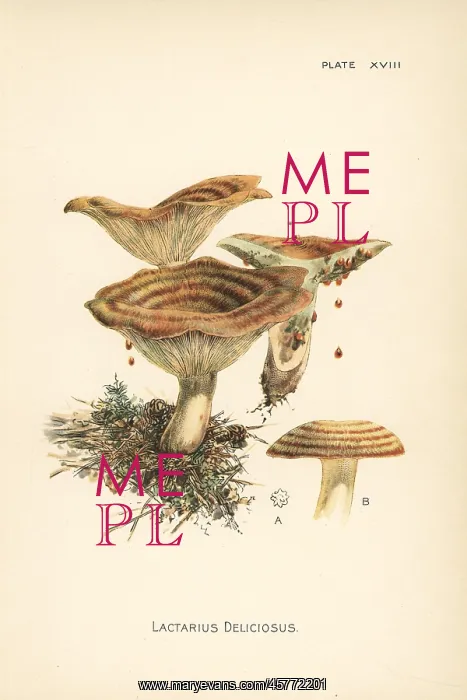 : Saffron milk cap, Lactarius deliciosus : Saffron milk cap, Lactarius deliciosus