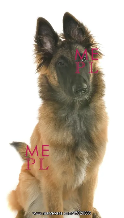 : Saffy a Belgian shepherd : Saffy a Belgian shepherd