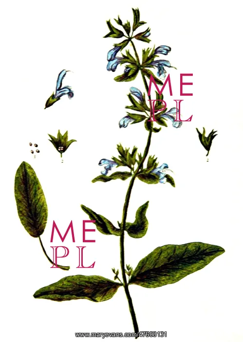 : Sage, Alchemy Plant : Sage, Alchemy Plant