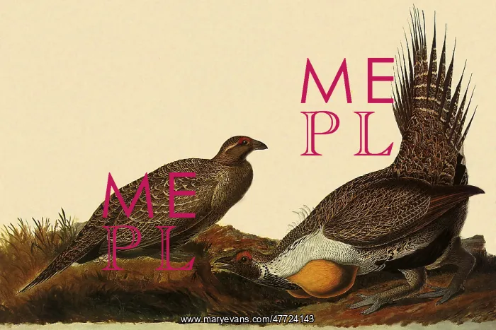 : Sage Grouse, Centrocercus urophasianus : Sage Grouse, Centrocercus urophasianus