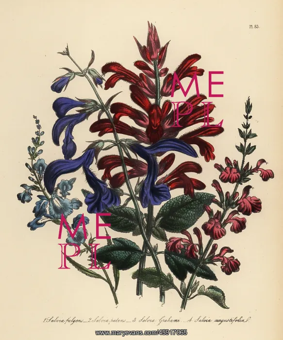 : Sage or Salvia species : Sage or Salvia species