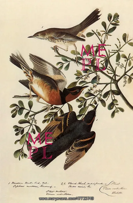 : Sage Thrasher & Varied Thrush : Sage Thrasher & Varied Thrush