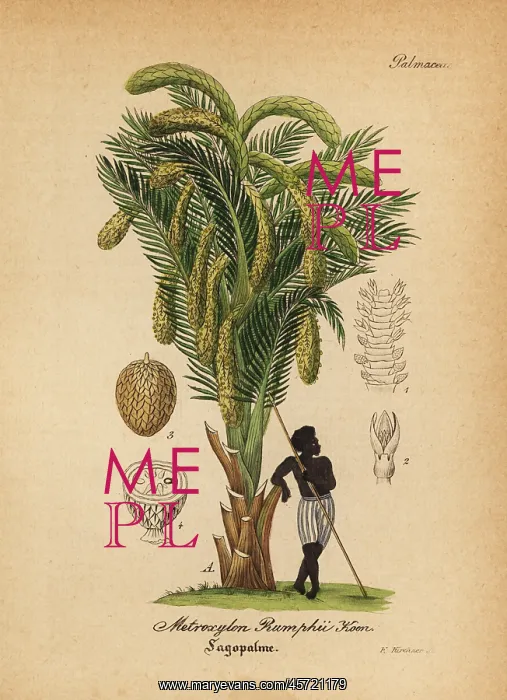 : Sago palm, Metroxylon sagu : Sago palm, Metroxylon sagu