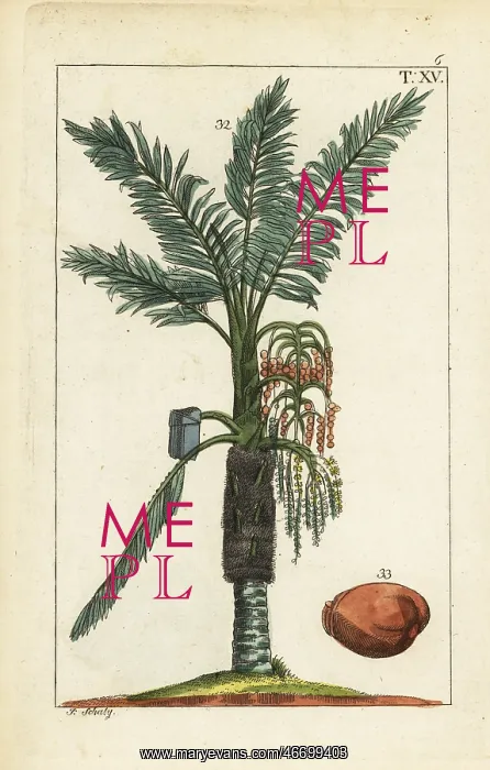 : Sago palm tree, Metroxylon sagu : Sago palm tree, Metroxylon sagu