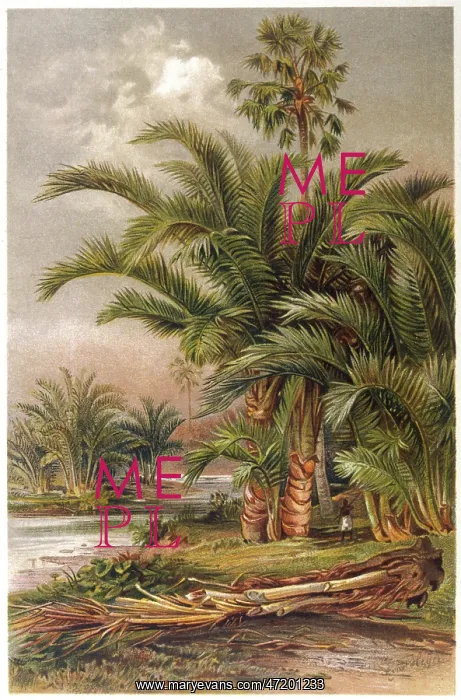 : SAGO PALM TREES 1913 : SAGO PALM TREES 1913