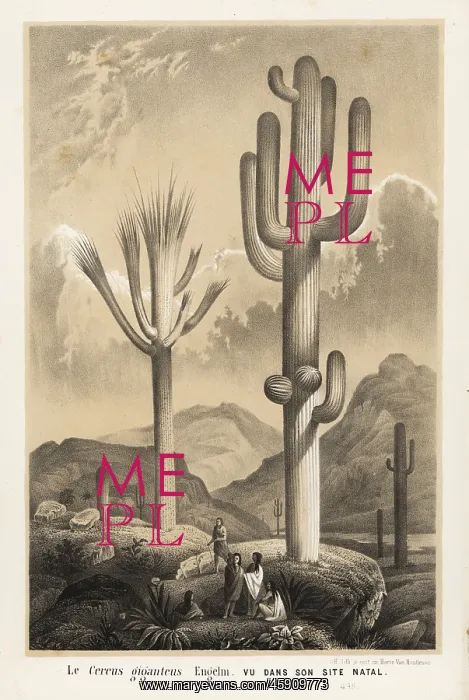  : Saguaro cactus, Carnegiea gigantea