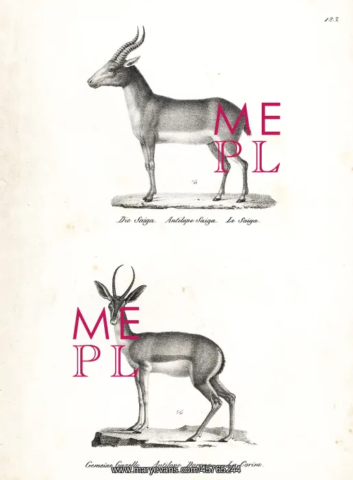 : Saiga antelope (critically endangered) and Dorcas gazelle : Saiga antelope (critically endangered) and Dorcas gazelle