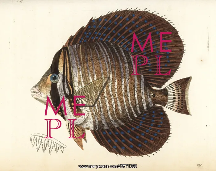 : Sailfin surgeonfish or sailfin tang, Zebrasoma velifer : Sailfin surgeonfish or sailfin tang, Zebrasoma velifer