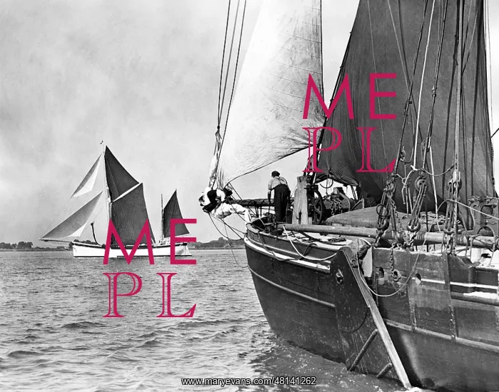 : Sailing Regatta on the Thames : Sailing Regatta on the Thames