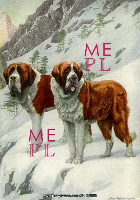  : Saint Bernards in the Snow