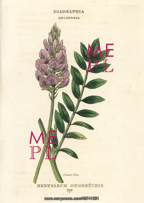 : Saintfoin, Onobrychis viciifolia : Saintfoin, Onobrychis viciifolia