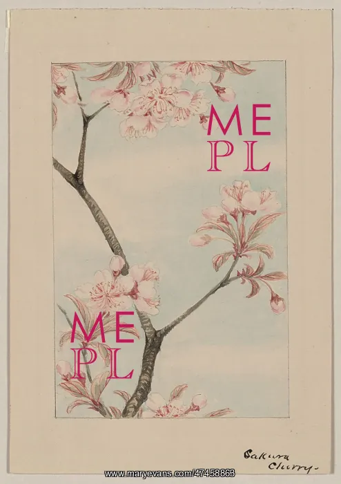 : Sakura cherry : Sakura cherry