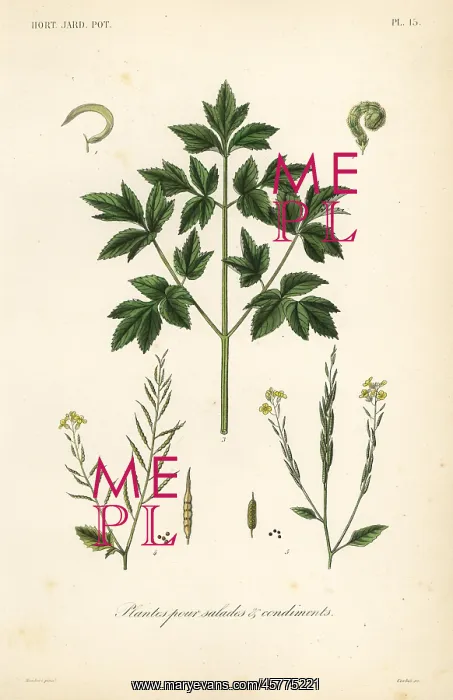 : Salad leaf vegetables, plants pour salads et condiments : Salad leaf vegetables, plants pour salads et condiments
