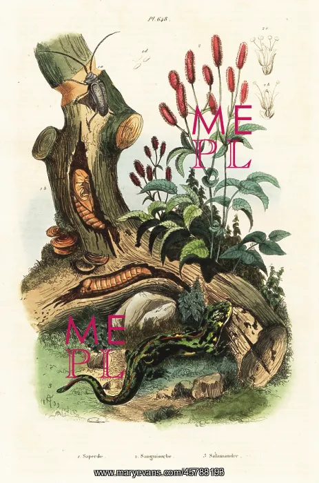 : Salamander, beetle and great burnet : Salamander, beetle and great burnet