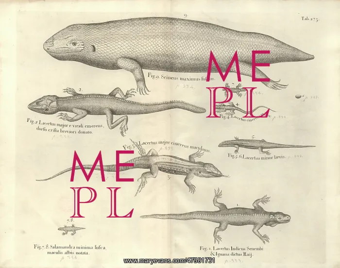 : Salamander illustration : Salamander illustration