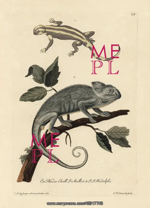 : Salamander species and Indian chameleon : Salamander species and Indian chameleon