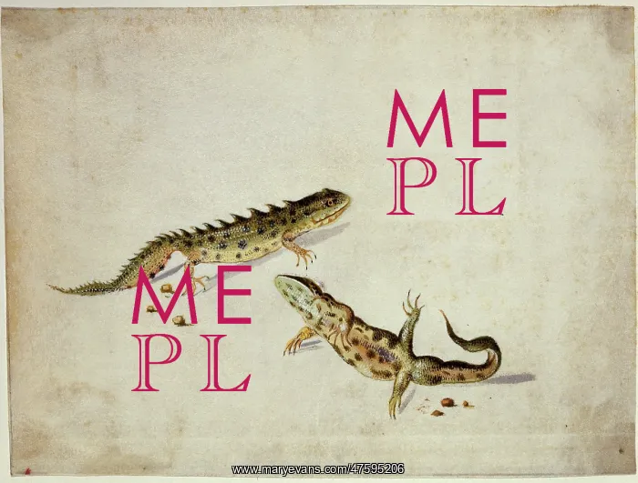: Salamanders : Salamanders
