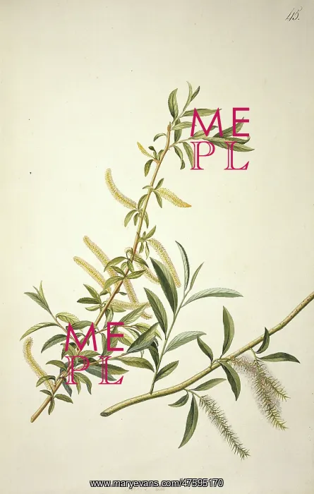  : Salix alba L. willow