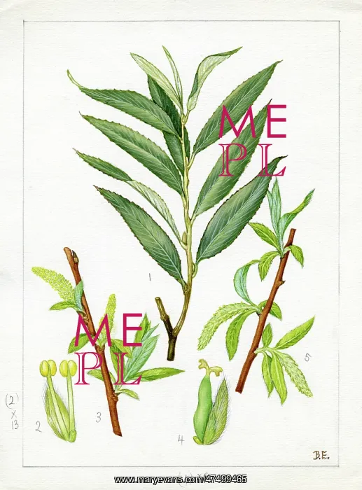 : Salix alba - white willow : Salix alba - white willow