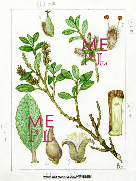 : Salix arbuscula - mountain willow : Salix arbuscula - mountain willow