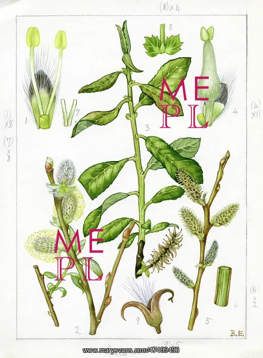 : Salix atrocinerea - grey willow : Salix atrocinerea - grey willow