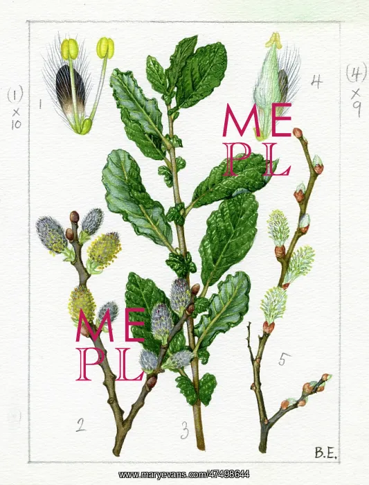 : Salix aurita - eared willow : Salix aurita - eared willow