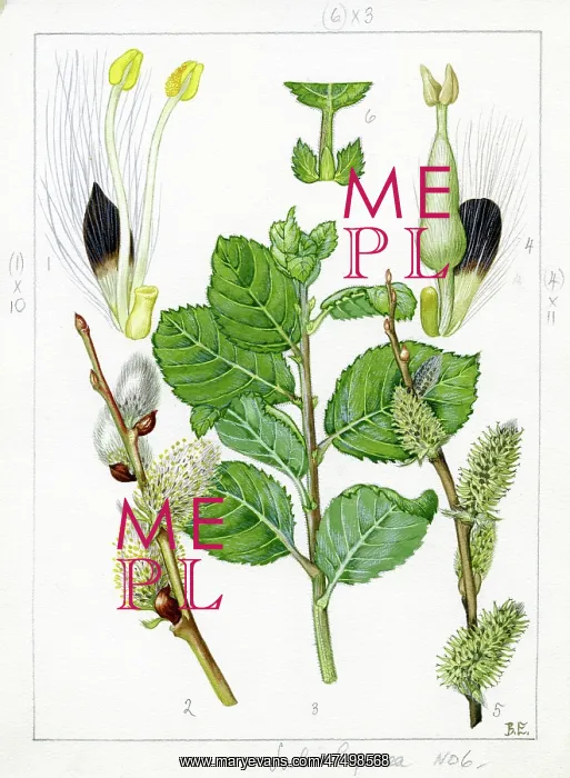 : Salix caprea - goat willow : Salix caprea - goat willow