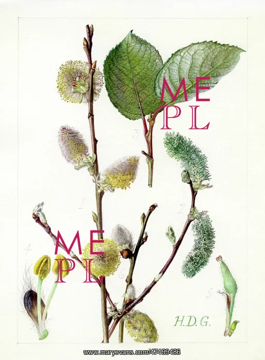 : Salix caprea - goat willow : Salix caprea - goat willow