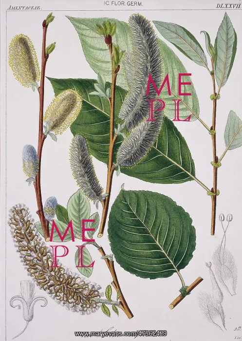 : Salix caprea, goat willow tree : Salix caprea, goat willow tree