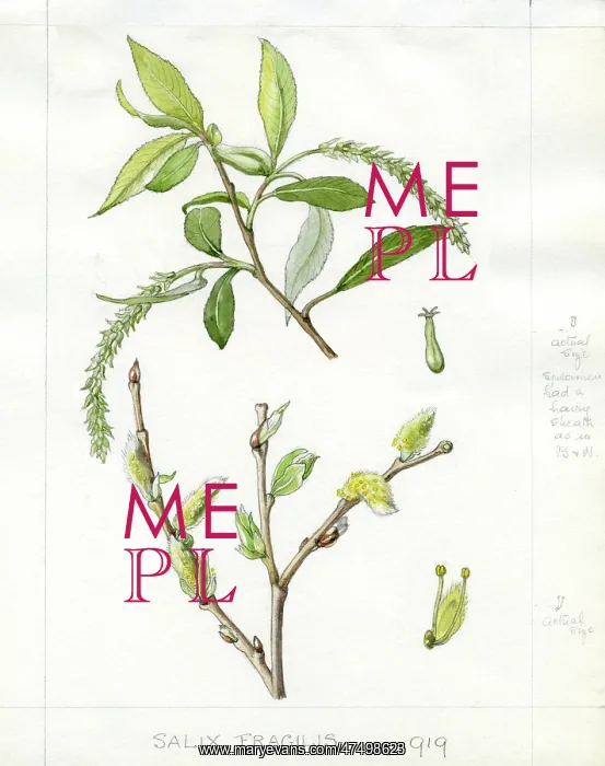 : Salix fragilis - crack willow : Salix fragilis - crack willow