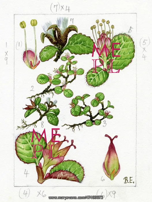 : Salix herbacea - dwarf willow : Salix herbacea - dwarf willow