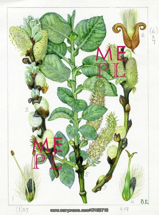 : Salix lanata - woolly willow : Salix lanata - woolly willow