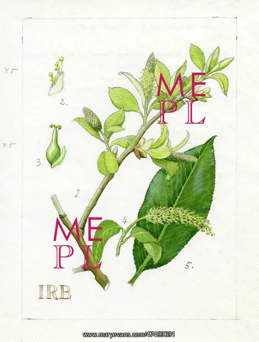 : Salix pentandra - bay willow : Salix pentandra - bay willow