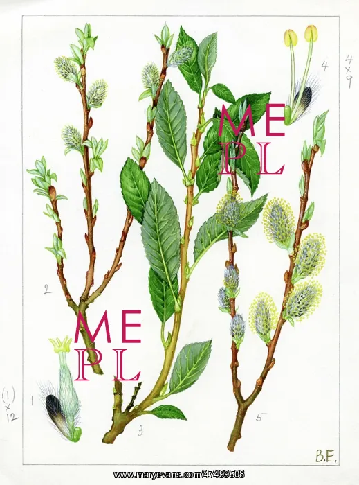 : Salix phylicifolia - tea-leaved willow : Salix phylicifolia - tea-leaved willow