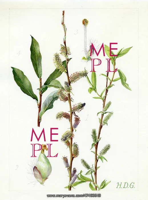 : Salix purpurea - purple willow : Salix purpurea - purple willow
