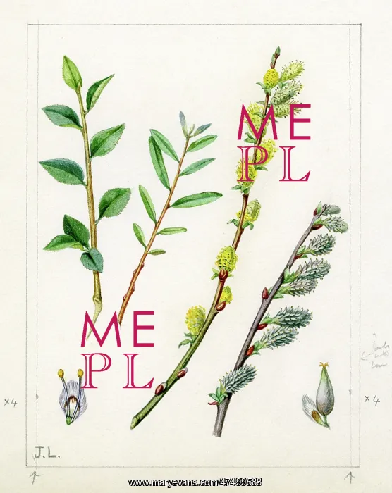  : Salix repens - creeping willow