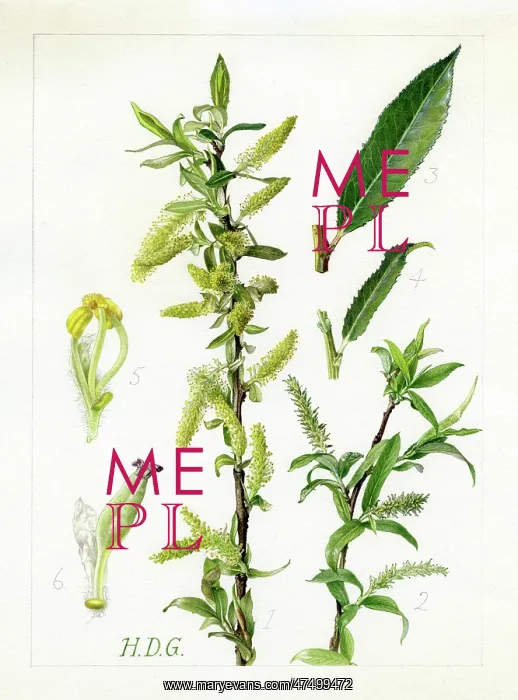 : Salix triandra - almond willow : Salix triandra - almond willow
