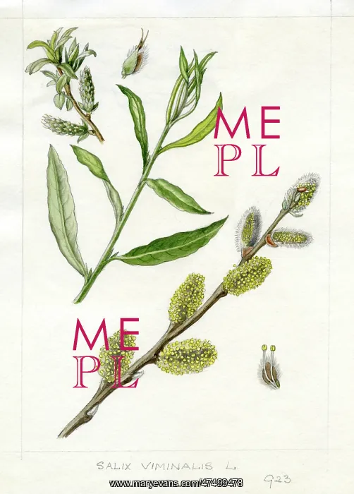 : Salix viminalis - common osier : Salix viminalis - common osier