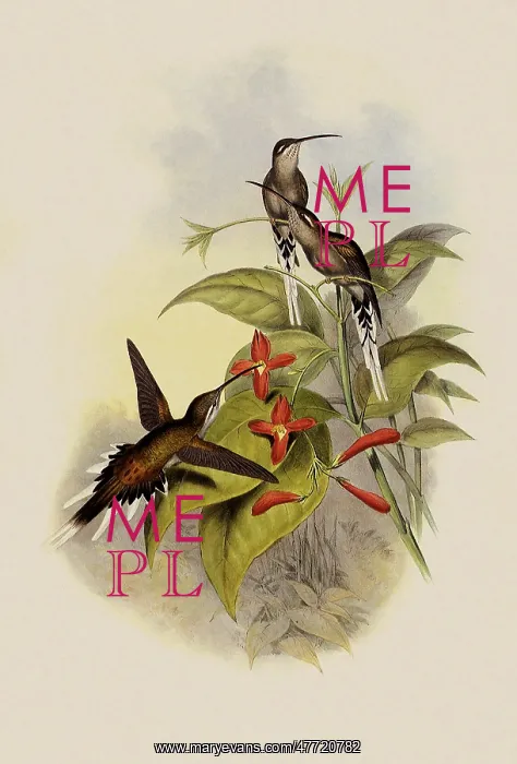 : Salle's Hermit, PhaEothornis Augusti : Salle's Hermit, PhaEothornis Augusti