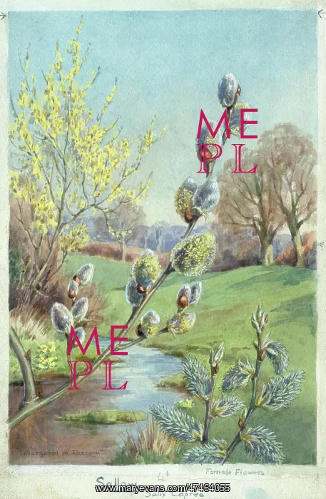 : Sallow ? in landscape with river : Sallow ? in landscape with river