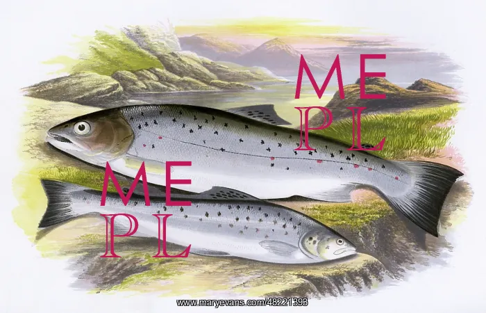 : Salmo cambricus, or Young Salmon : Salmo cambricus, or Young Salmon