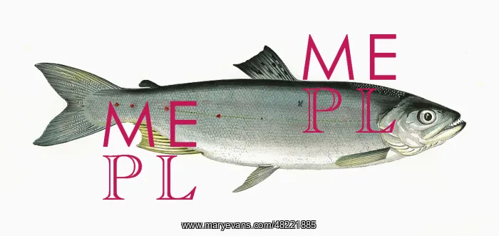 : Salmo cambricus, or Young Salmon : Salmo cambricus, or Young Salmon